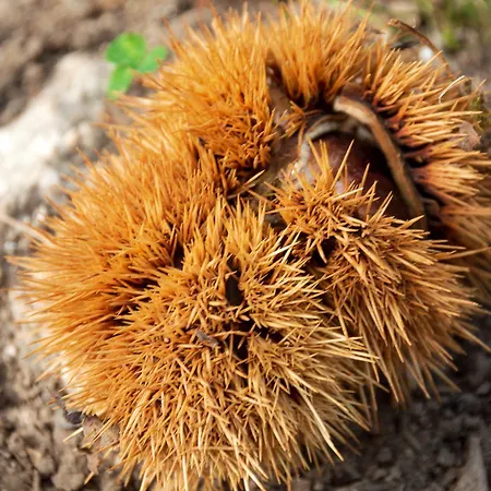 L'archetto 罗卡蒙菲纳