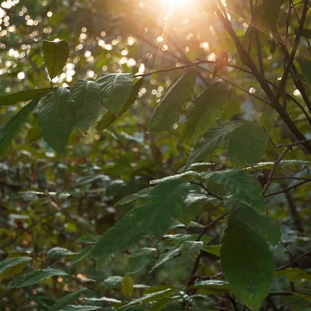 Gasthof L'archetto Roccamonfina