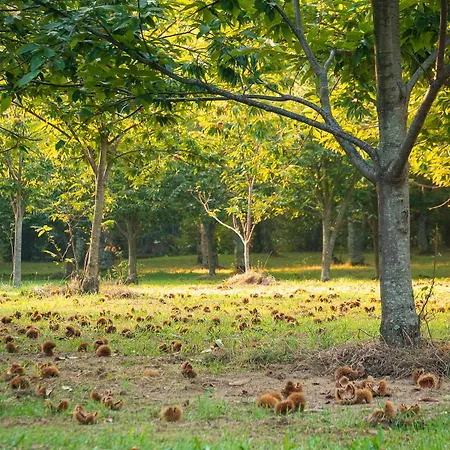 L'archetto 招待所 *