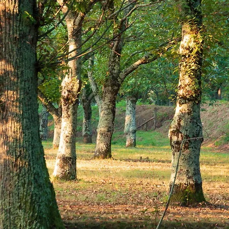 L'archetto * 罗卡蒙菲纳