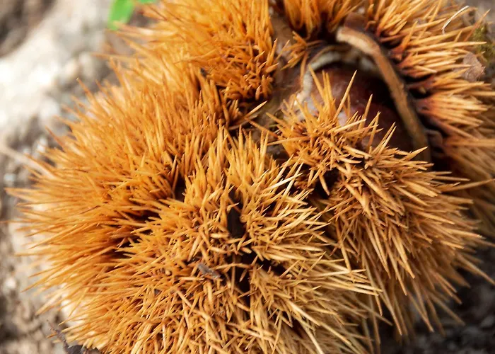 L'archetto Roccamonfina