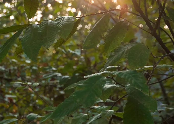 Gasthuis L'archetto Roccamonfina